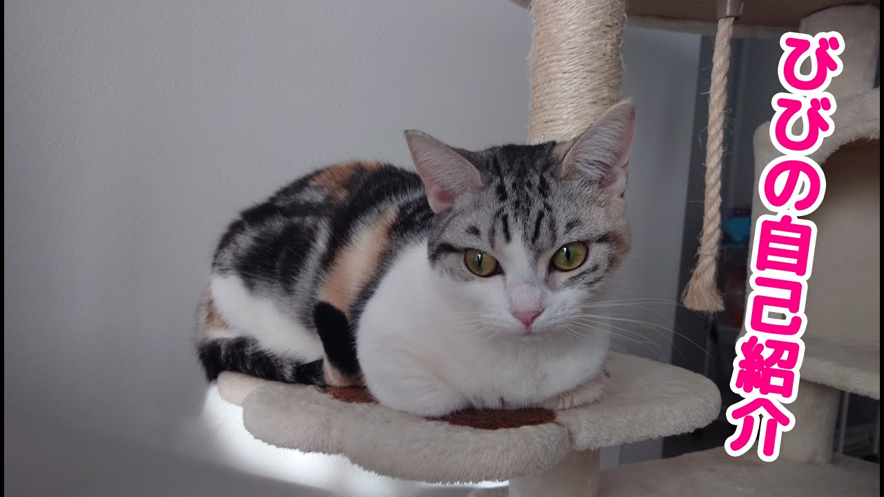 【三毛サバマンチカン】びびちゃん紹介動画｜びびちゃんねる #猫 #cat #猫のいる暮らし #飼い猫紹介