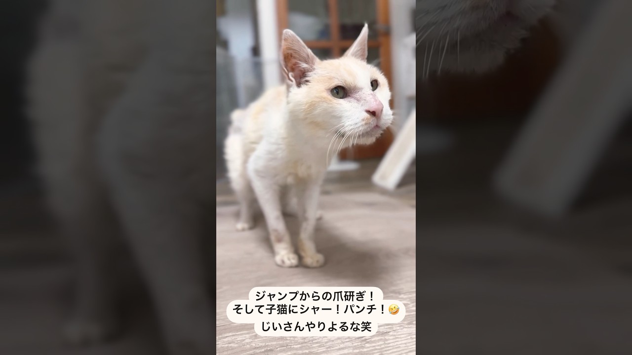 【保護20日目】自己主張激しめのてんしん君！シニア猫に癒される日々💗【行き倒れていたシニア猫を保護#5】#保護猫　#シニア猫