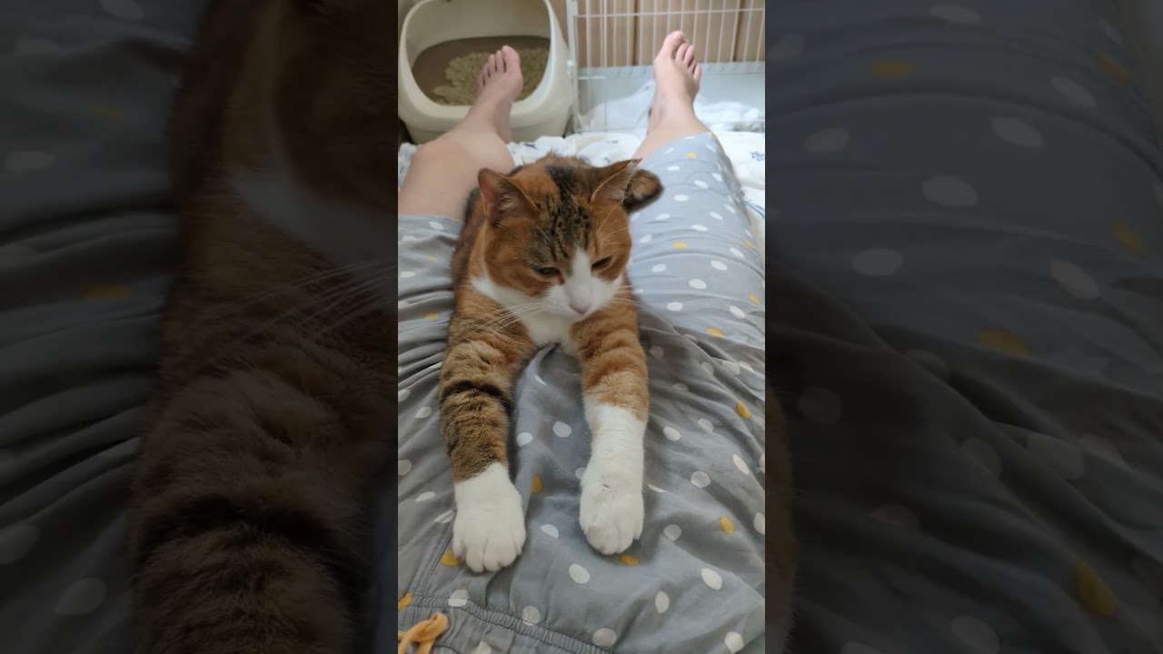 スフィンクス　きなこさん #shorts