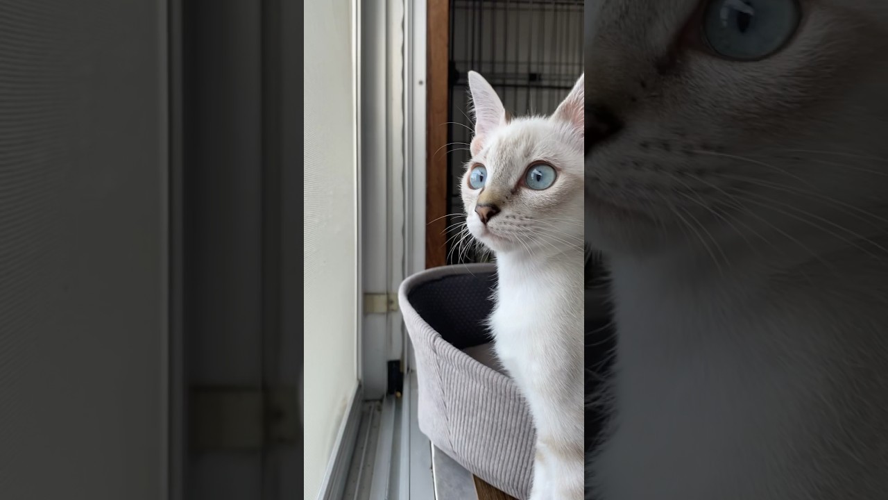 しっかりニャルソックしてまふ！　#元保護猫　#シャムトラ　#シャムミックス　#cat #猫耳 #kitten #シャムmix  #子猫 #猫耳