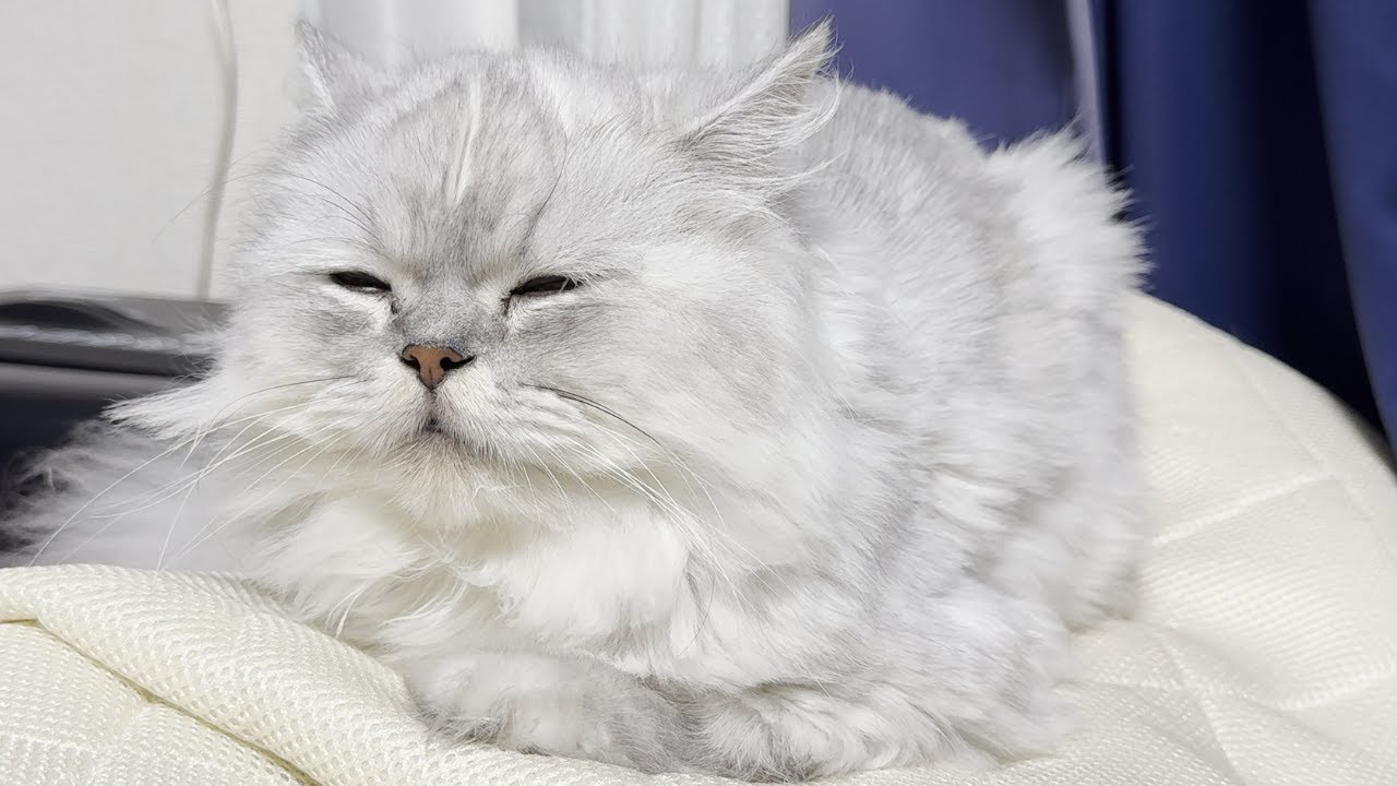 【ペルシャ猫】主と遊び疲れた猫が可愛すぎた！