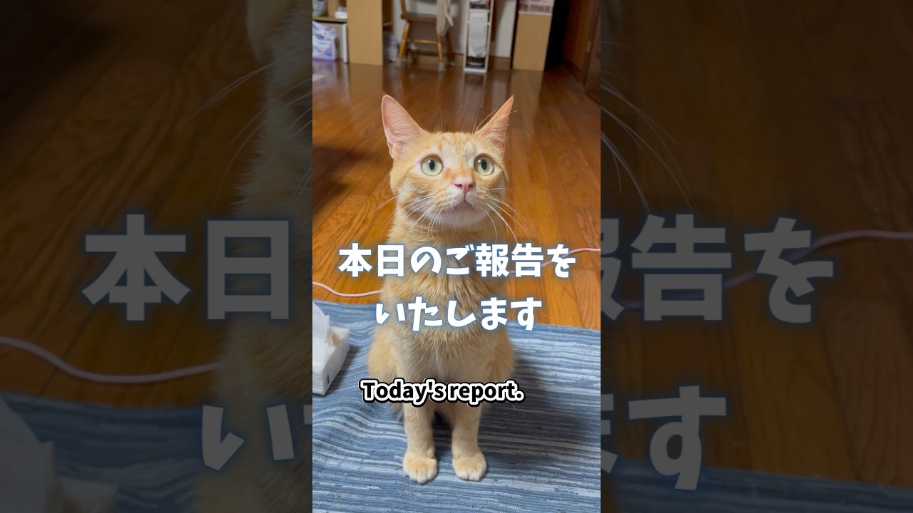 【猫の報告】本日のご報告をいたします！Today's report from the cat. #shorts  #cat #猫のいる暮らし