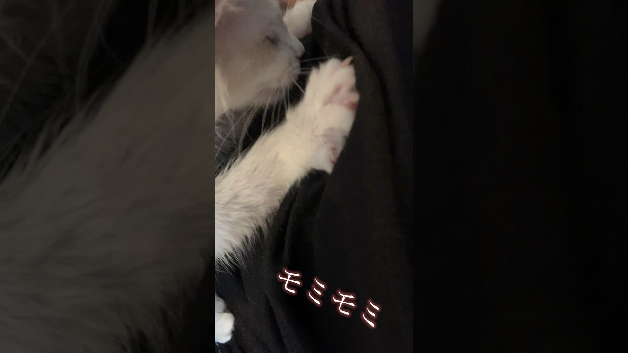 モミモミが止まらない子猫【らぐどーる生活vol.7 】【猫】#ラグドール #cat #猫 #猫のいる暮らし