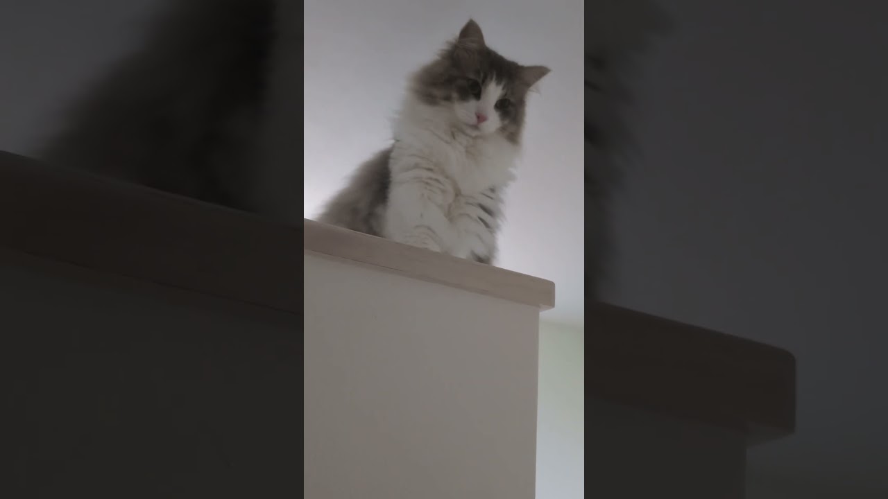 猫のひっかき傷を修復【ノルウェージャンフォレストキャット】＃Shorts