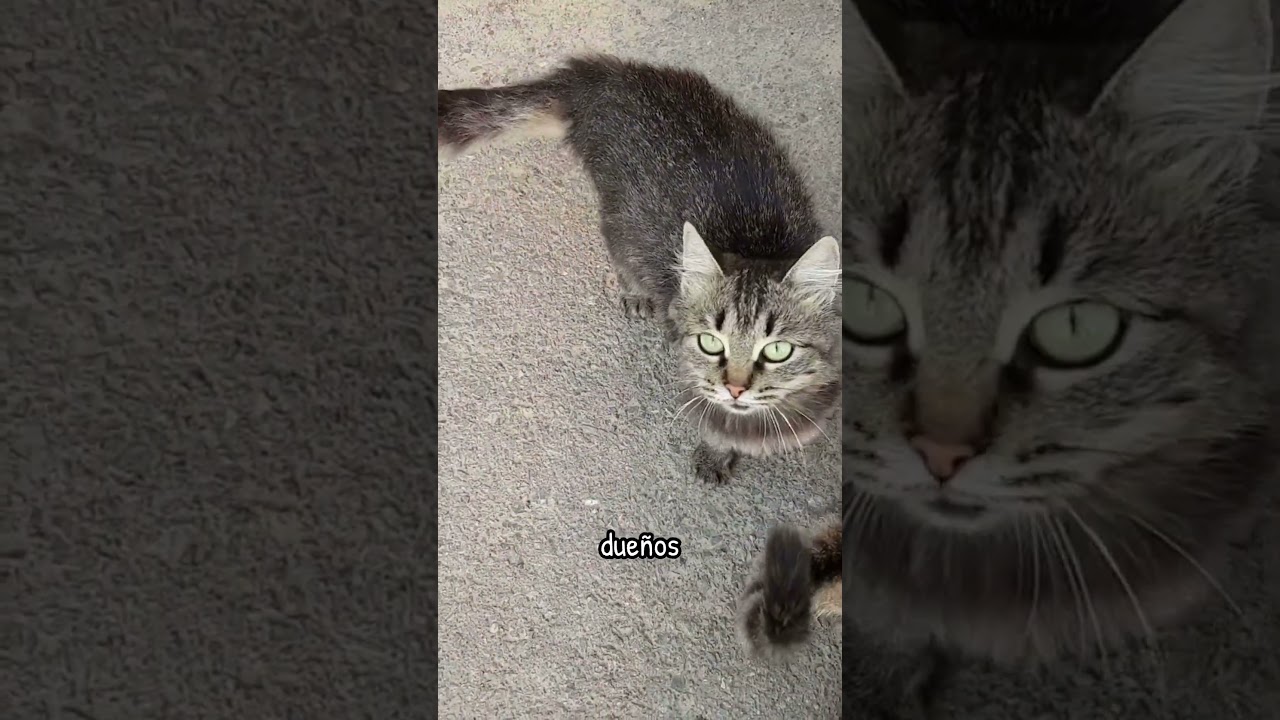 Gatos callejeros vs gatos domesticos diferencias  #gatos #cat #gatoscuriosos #catcutes  #gato