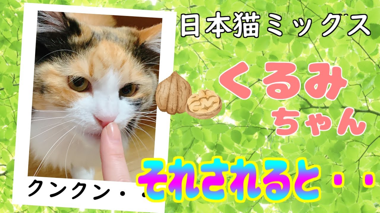 猫【日本猫ミックス】休憩したいと言う猫ちゃんが可愛い（ドライヤ・ブラシ・バリカン）くるみちゃん