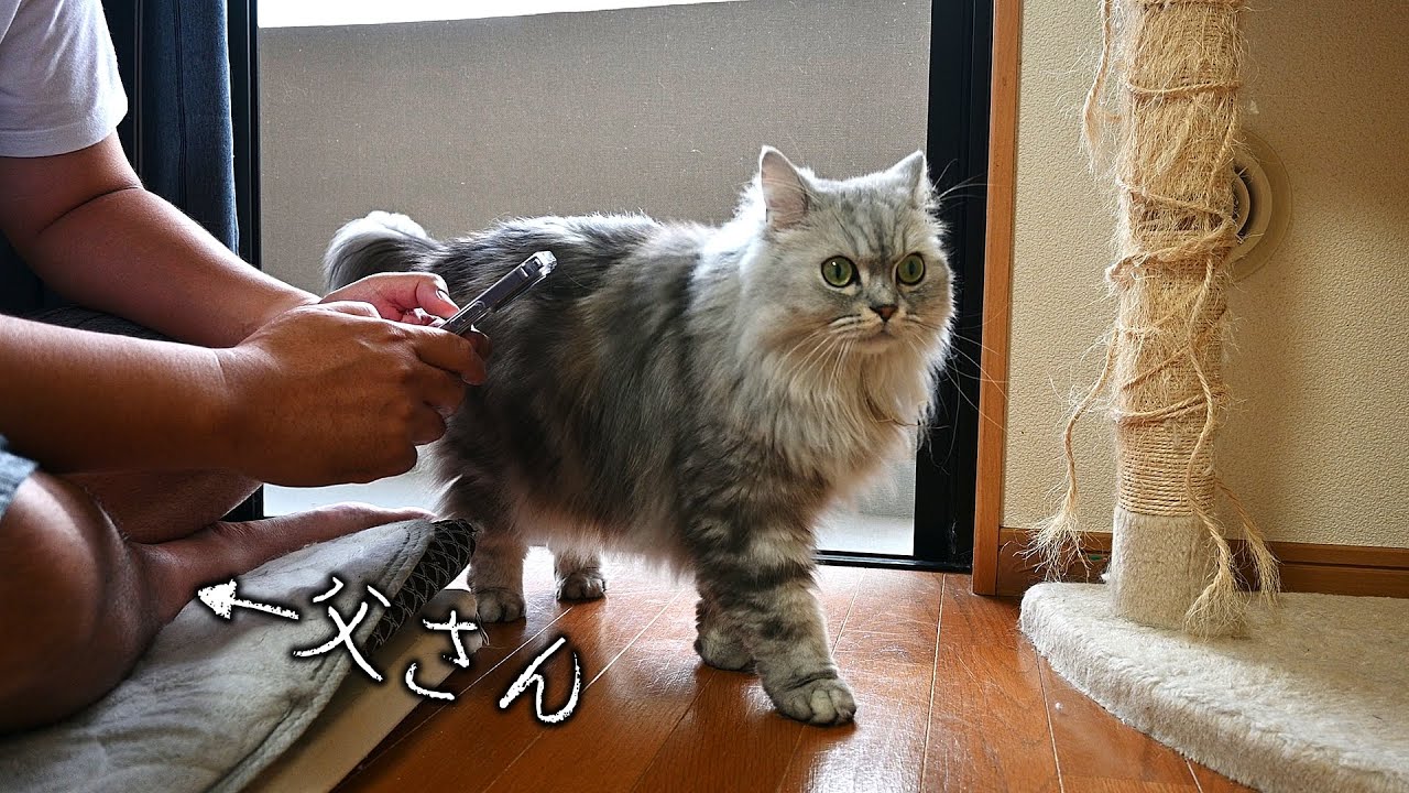 お父さんにベッタリな猫【マンチカン】