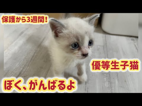 路上で保護した小さな命、子猫の成長