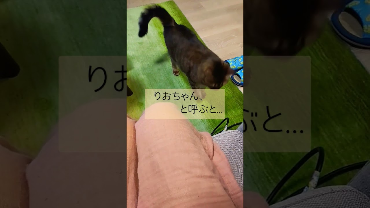 やっぱり、嬉しい時　#catlovers