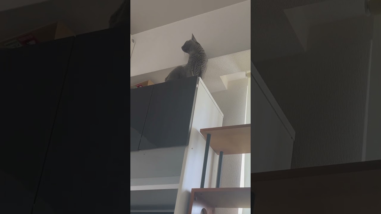 ウィルの毎日 425 うちの短いキャットウォーク。 #ロシアンブルー #RussianBlue