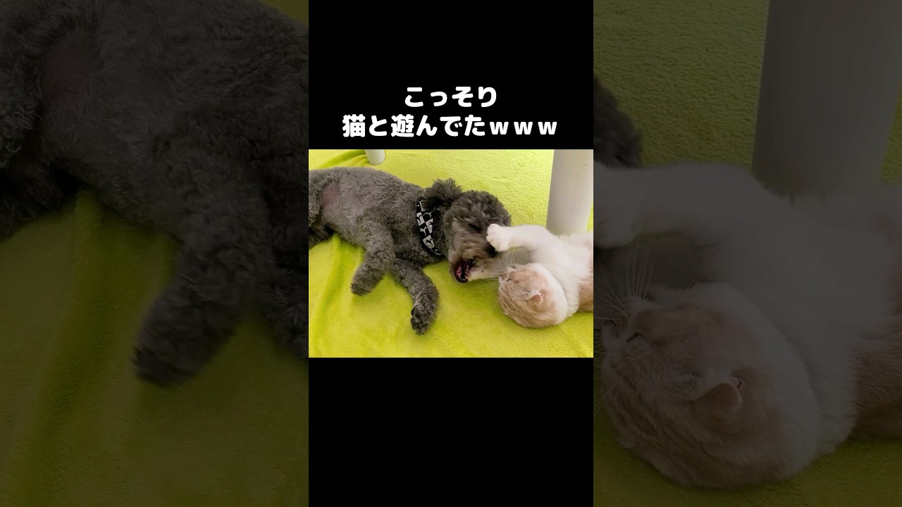 こっそり猫と遊んでたいぬ...笑#shorts