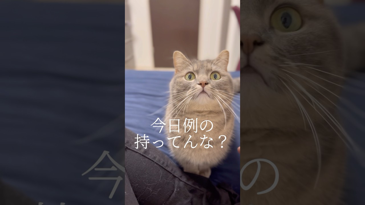 ママに内緒で行われる猫と飼い主の◯取引がヤバすぎた...#shorts #猫 #マンチカン