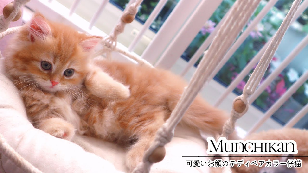 【マンチカン】可愛いお顔のテディベアカラー仔猫