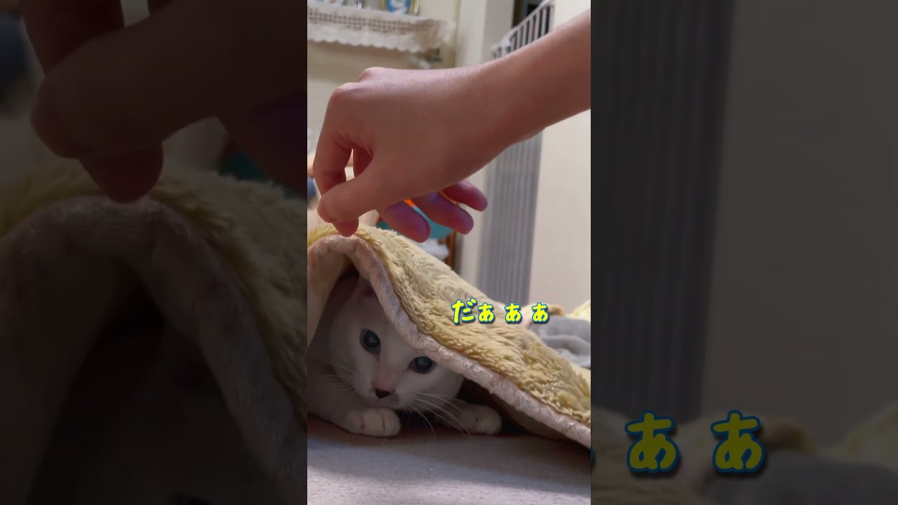 カーペットに潜む白い悪魔