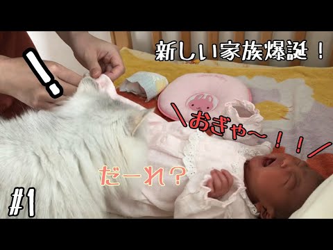 【興味】赤ちゃんと初めて対面したペルシャ猫