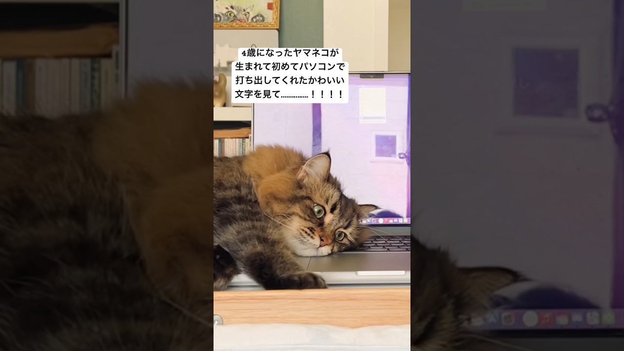 一生宝物にする文字「ze１１っっx」 #猫 #サイベリアン