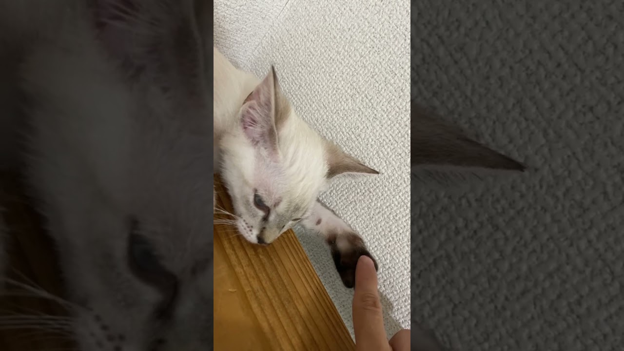 無気力な肉球　#元保護猫　#シャムトラ　#シャムミックス　#cat #猫耳 #kitten #シャムmix  #子猫 #猫耳