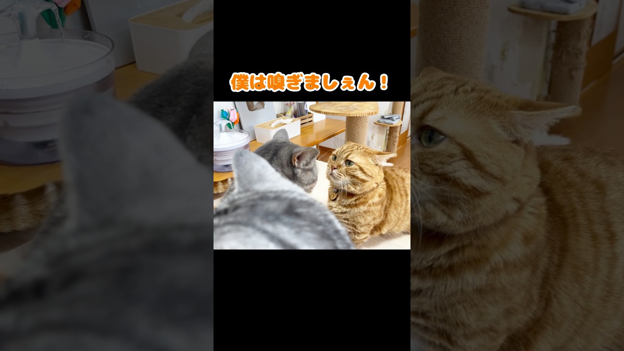 パパは娘が怖いのん #猫 #マンチカン #shorts