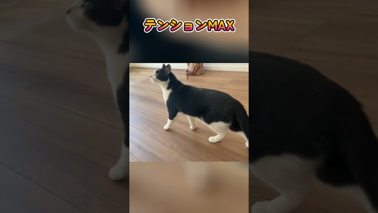猫とお引越し！ #cat #ねこ #ねこの日常 #保護猫