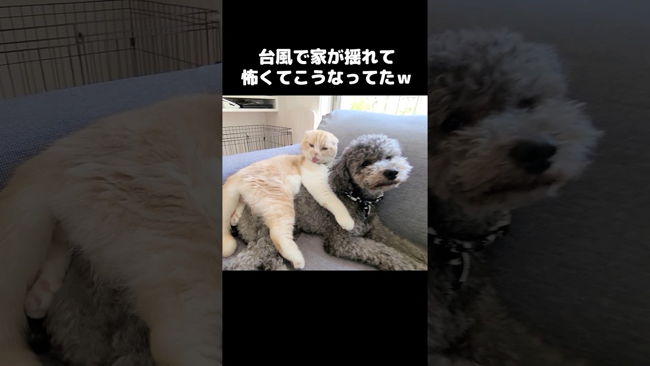 台風で家が揺れて怖くてこうなってた...#shorts