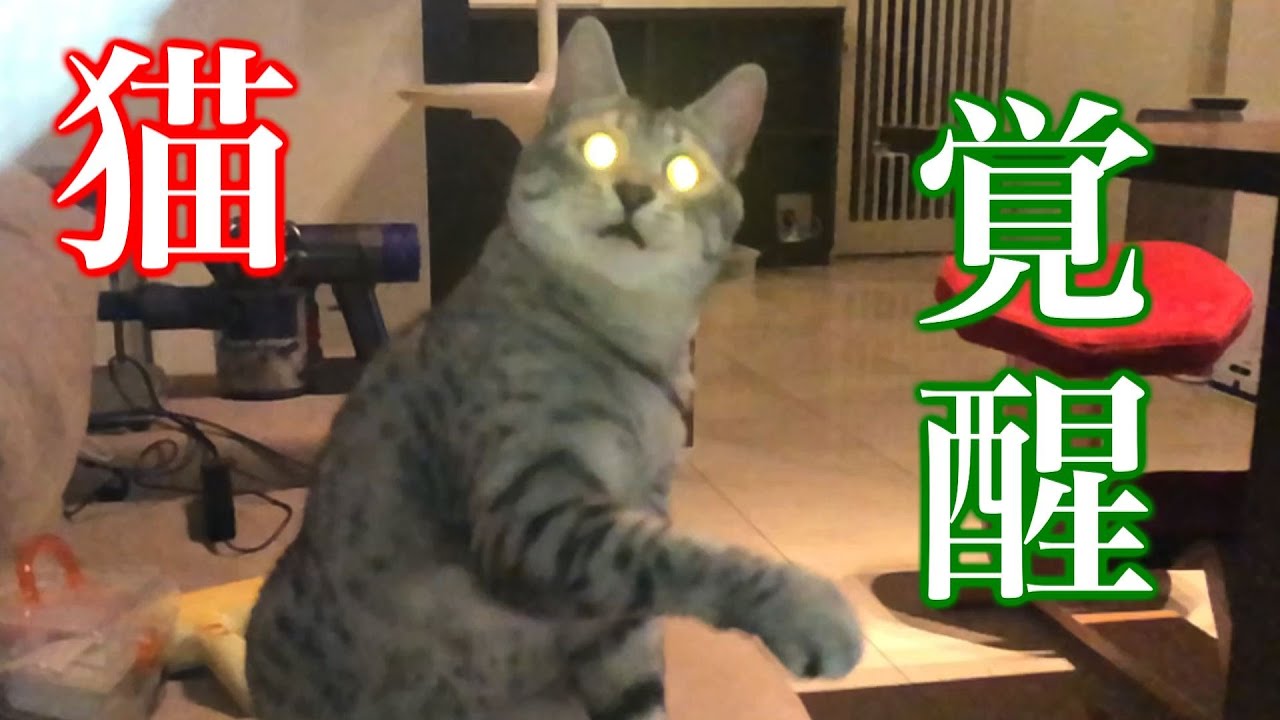 Awakening cat ! /  Egyptian Mau / ネコ覚醒！エジプシャンマウ / ドヤ顔 / 猫 / বিড়াল / बिल्ली