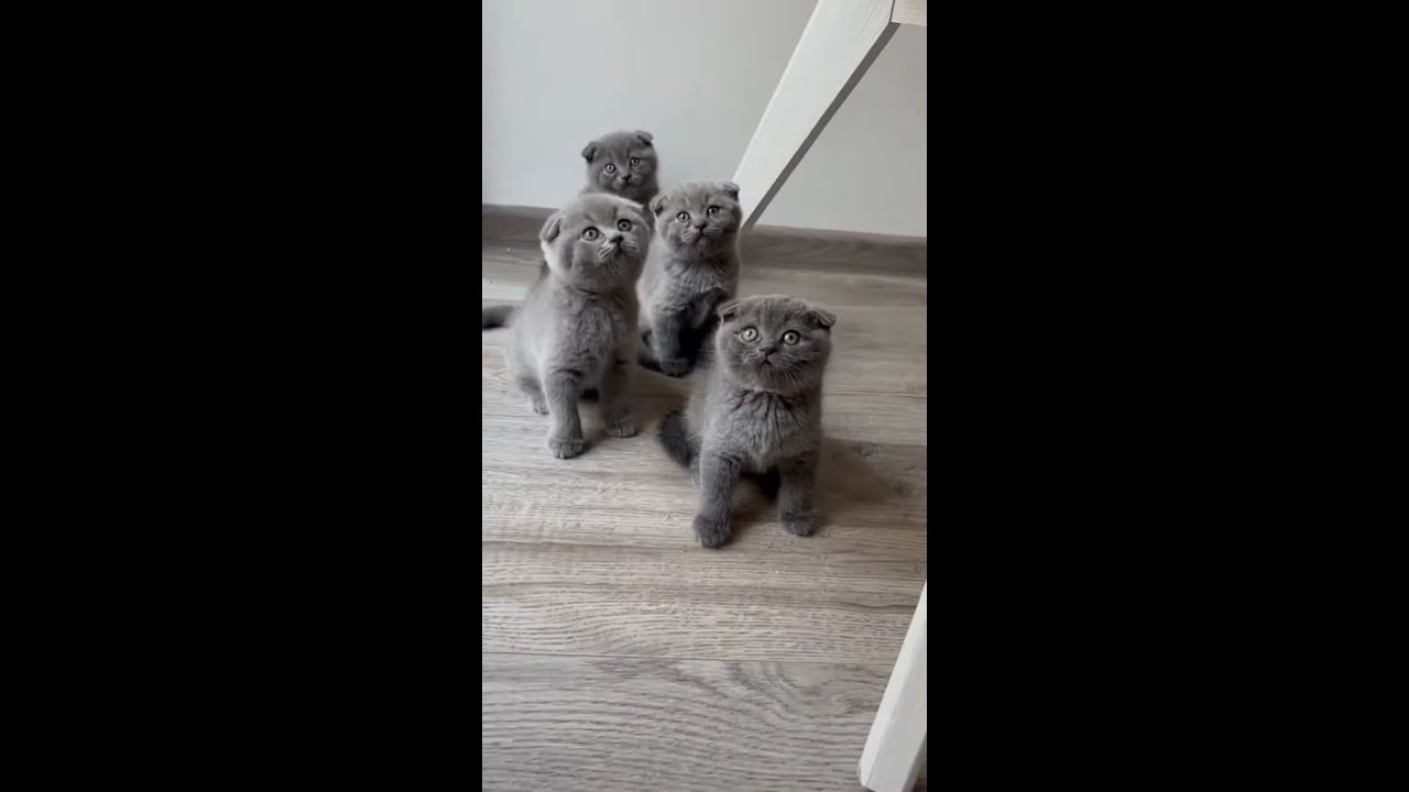 Scottish Fold Cats are the CUTEST Thing You'll See Today #cat #scottishfold #scottishfoldcats