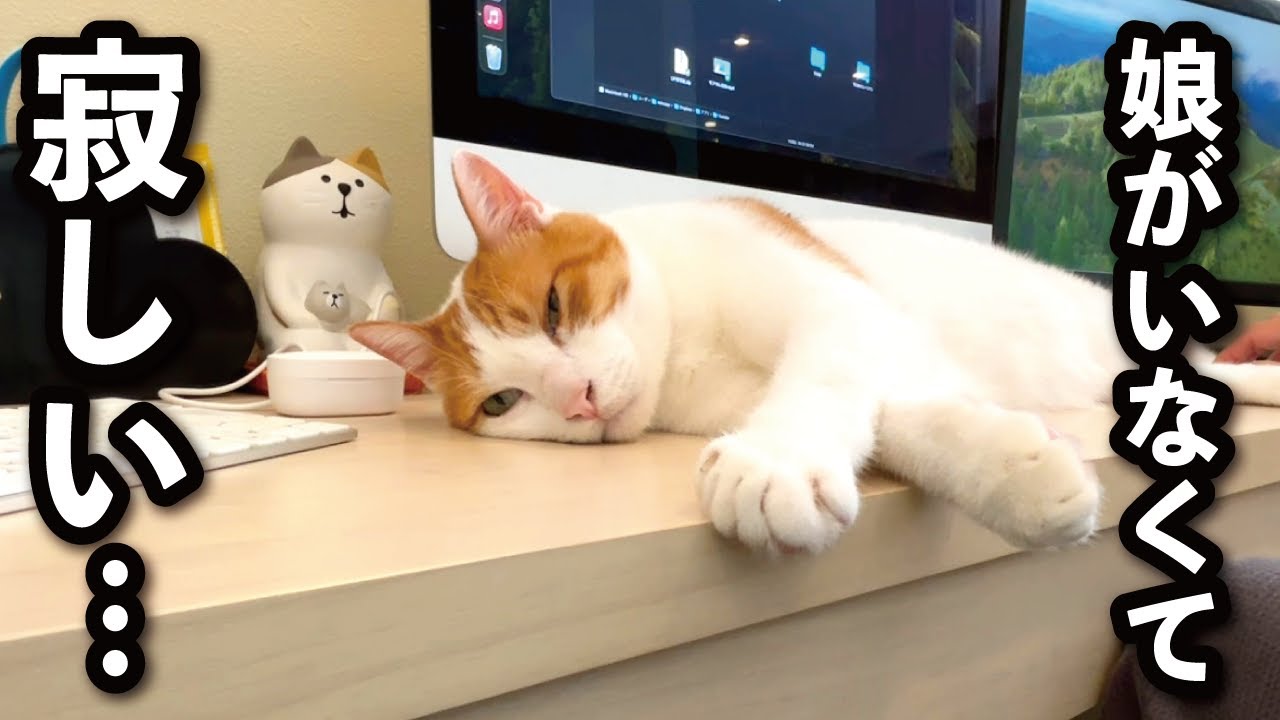 【甘えんぼ猫】夏休みが終わった…娘と遊べなくなって甘えんぼがパワーアップした猫