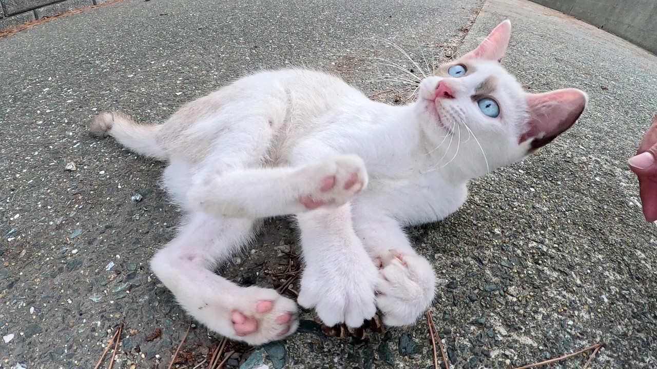 わんぱく盛りの子猫ちゃんが先輩猫のボリューミーな尻尾で遊ぶ