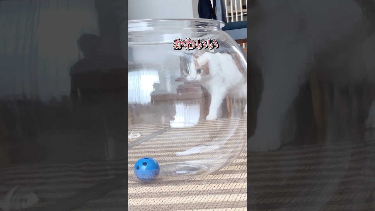 【猫】理想と現実#猫は液体#猫#ロシアンブルー#三毛猫