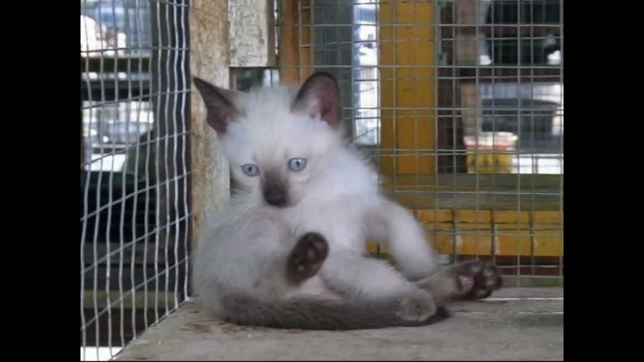 シャム猫の赤ちゃん