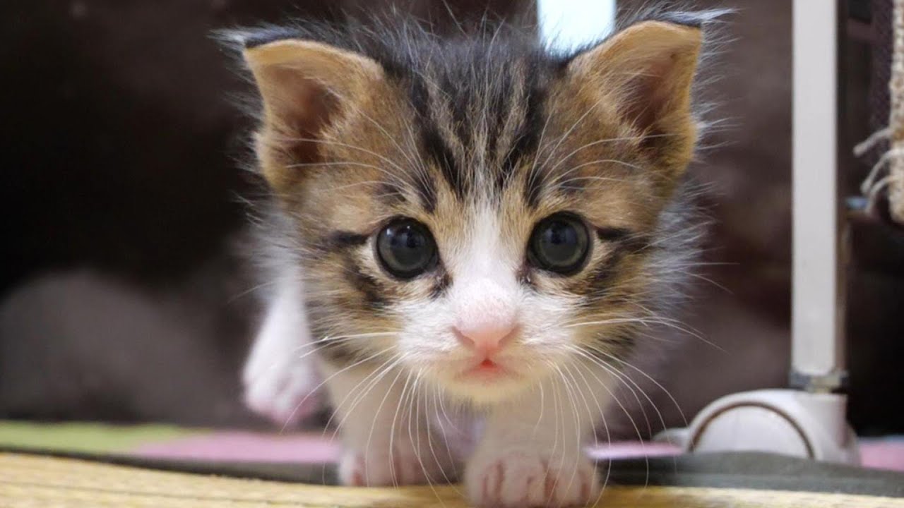 部屋を探索する子猫の背後から聞こえるカワイイ声の正体は？【赤ちゃん猫　保護猫】