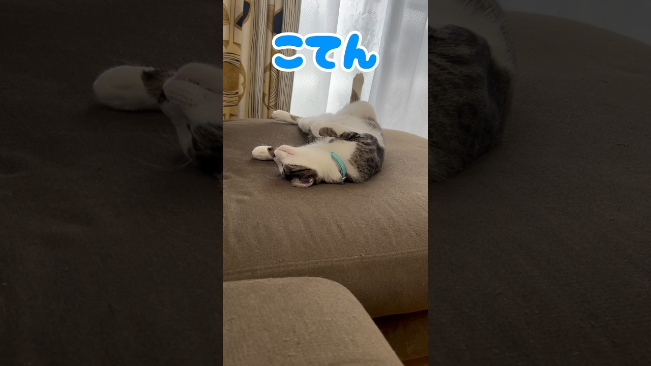 《人間に心を許してくれた猫はこうなります》#多頭飼い　#猫　#猫のいる暮らし　#ねこ　#保護猫　#かわいい　#可愛い猫　#ほっこり　#ペット　#癒し　#猫好きさんと繋がりたい