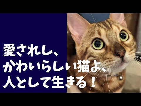 【僕は人間です！】ベンガル猫が人間として生きる‼️愛くるしいベビー猫のうり