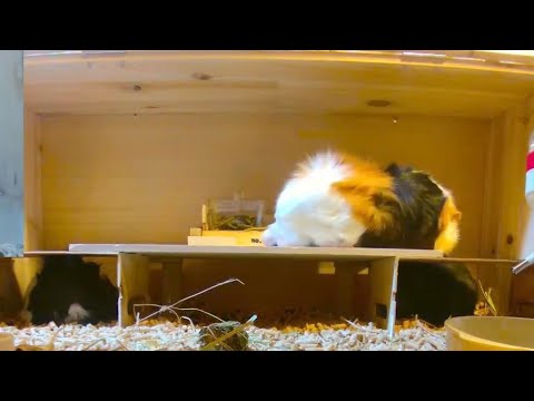 モル太郎ライブカメラ　guinea pig !!