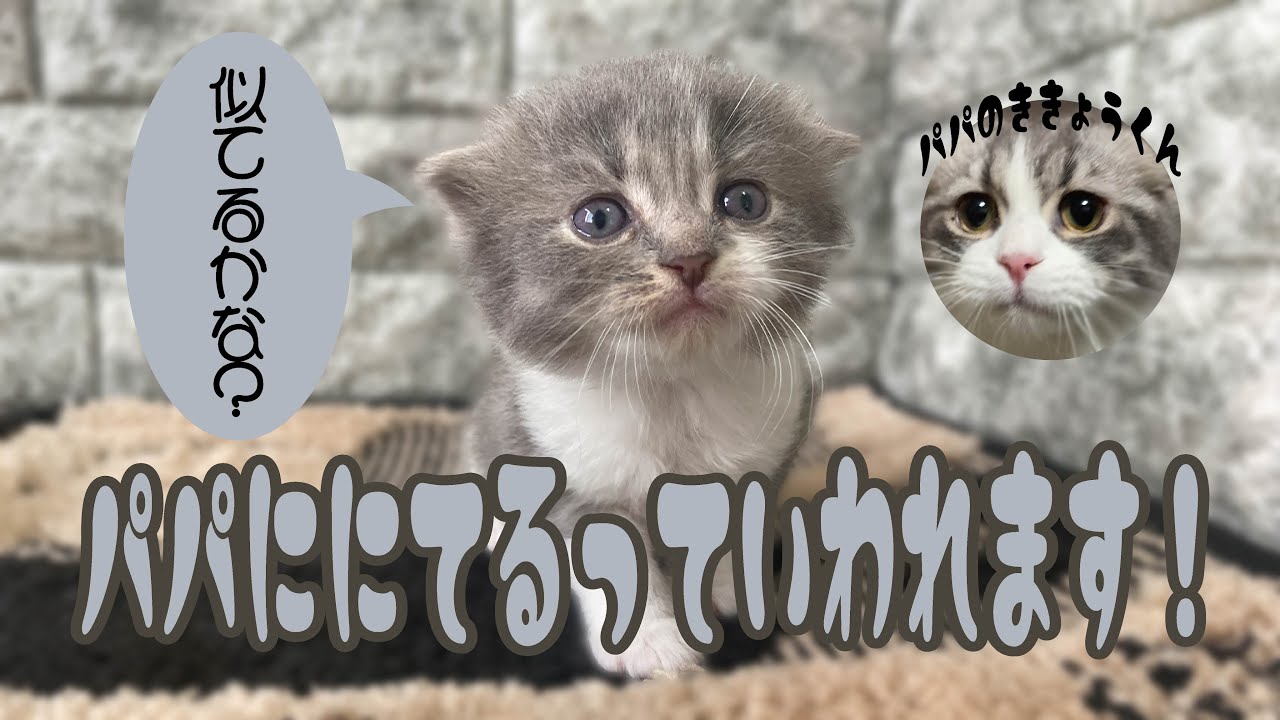 【子猫紹介】スコティッシュ・フォールド #可愛い #猫 #子猫  #ブルータビーホワイト #男の子 #オス #もふもふ #愛知県 #名古屋 #刈谷 #豊田 #三河