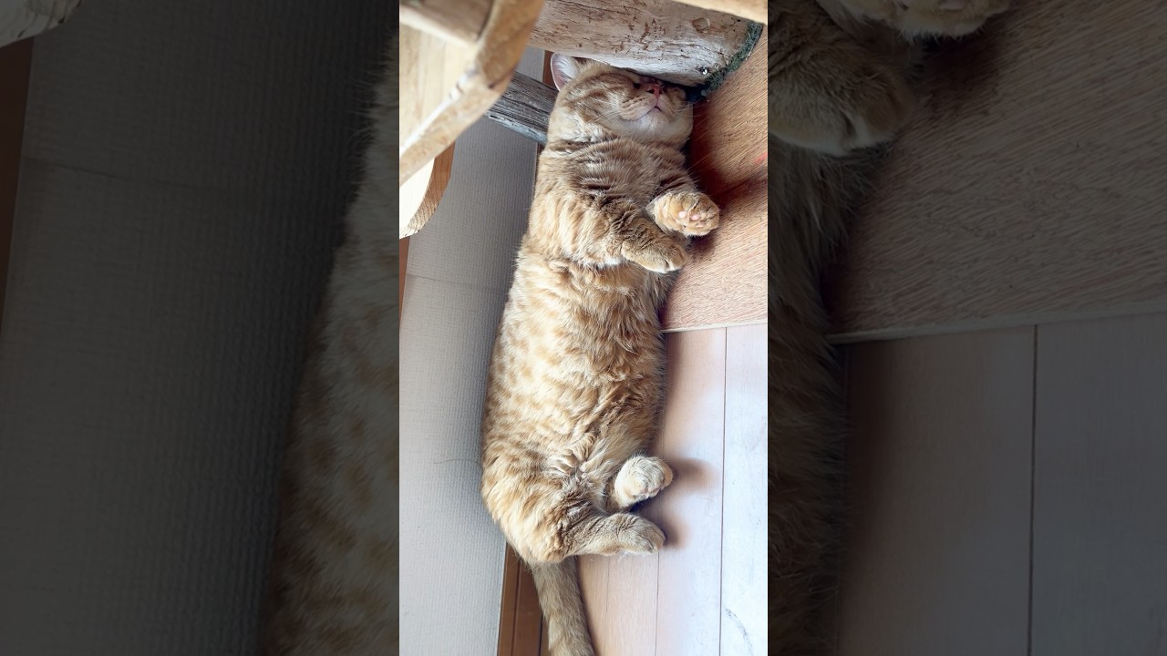 ぽちゃくんが見てる夢 #猫 #マンチカン #shorts