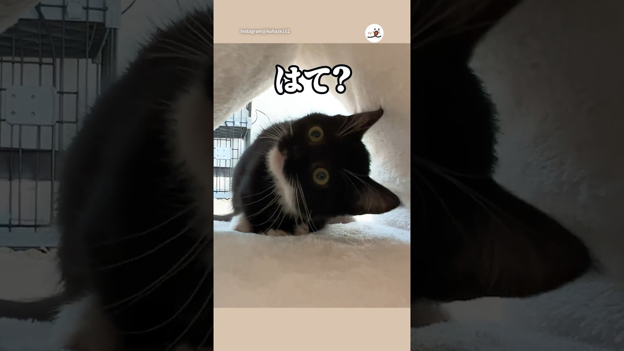 頭をぶつけたの誤魔化す猫さん｜PECO #子猫 #白黒猫 #マンチカン #愛猫家 #子猫のいる生活 #kitten #blackandwhitecat #munchkin #kittenlife