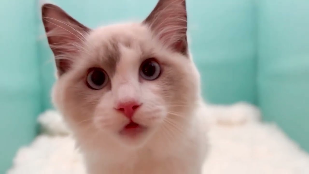 ラグドール おっとりNo. 1🏆お手入れもばっちりな天才くん👀