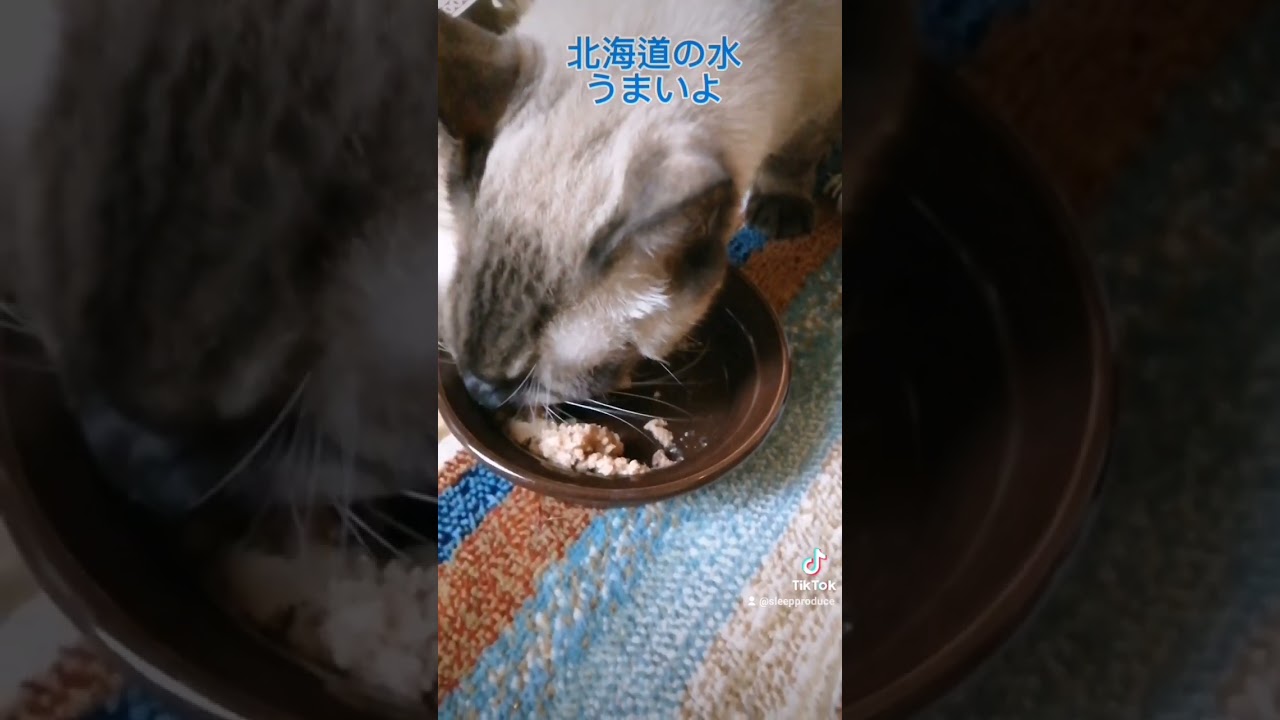 シャム猫#shorts #cat #猫#シャムミックス