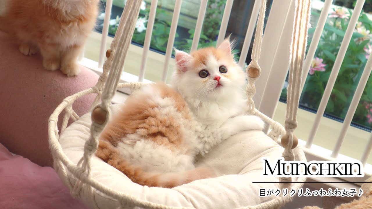 【マンチカン】目がクリクリふっわふわ女子♪