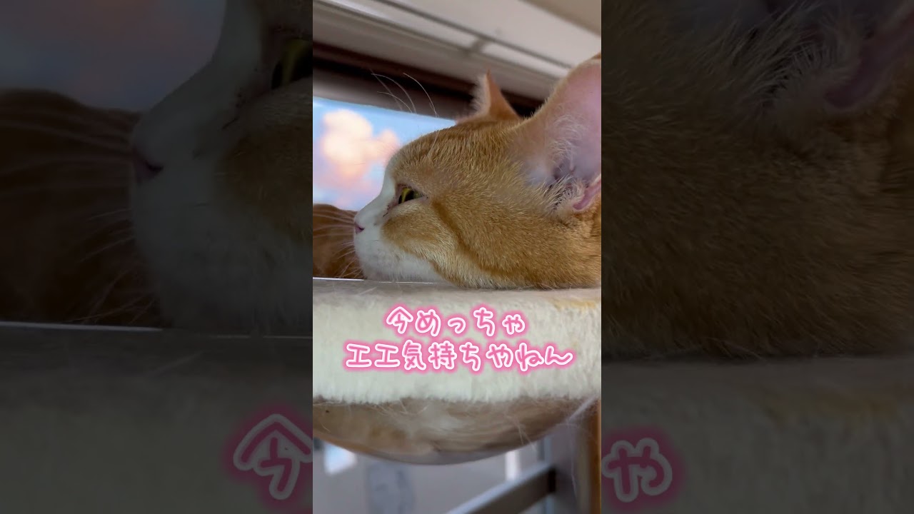 頼む‼️😿🙏#shorts