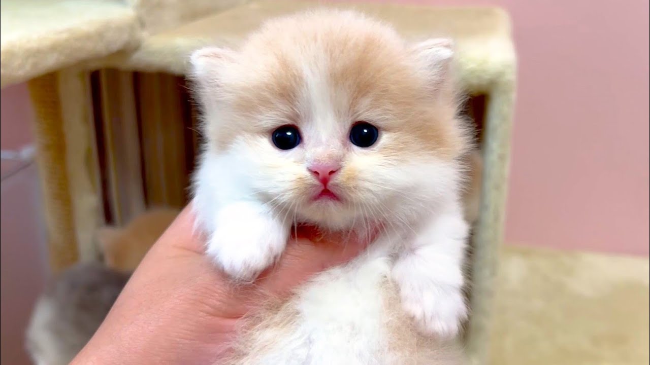 【マンチカンの子猫】外に出ると怖くて緊張してるのが可愛い件 ～猫のいる生活Vol.1009～出産動画 マンチカン短足・ミヌエット・ペルシャ猫専門ブリーダー『ペット蔵人』【子猫の成長記録】