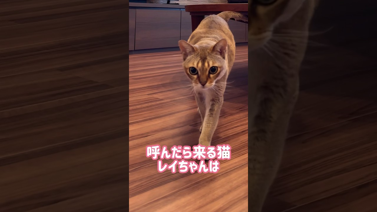 毛づくろいして水を飲むレイちゃん #シンガプーラ #cat #shorts