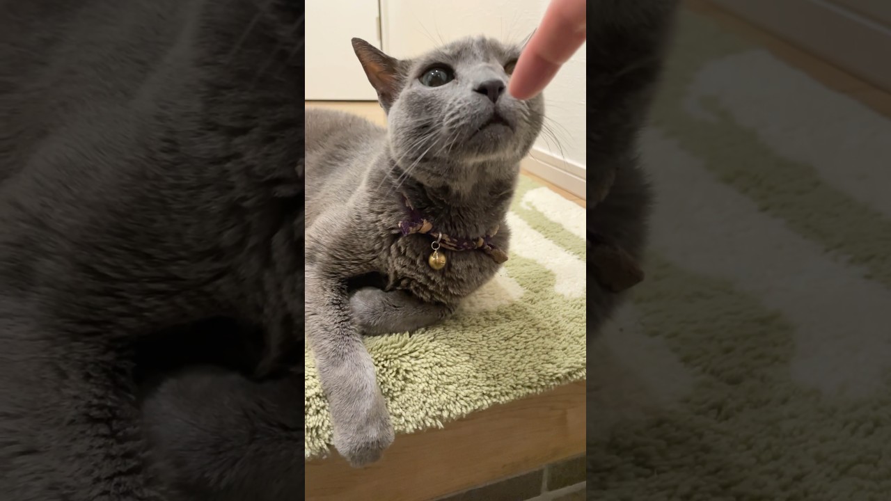 玄関でお出迎え_20240828 #shorts #cat #ロシアンブルー #猫