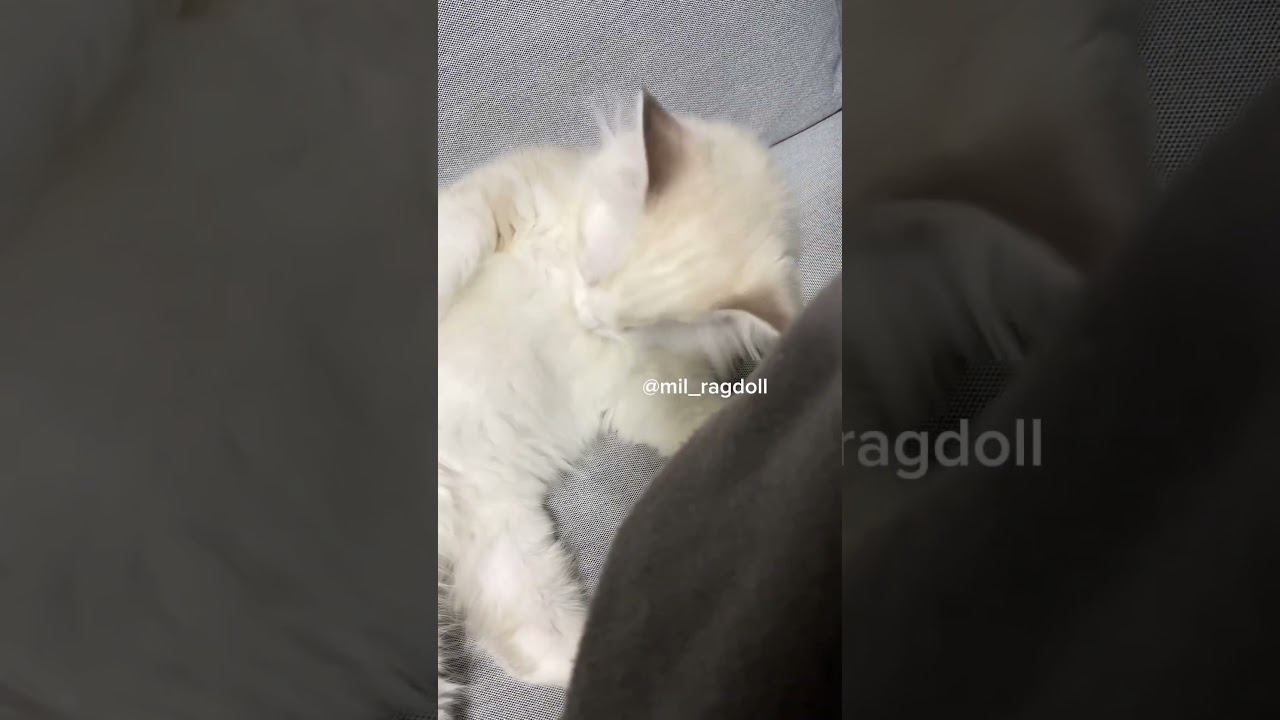 生後2ヶ月のミル、お腹タプタプで可愛い🤤🤍 #cat #ラグドール #ragdoll #ねこすたぐらむ #ねこすたぐらむ #ねこのいる生活 #猫のいる暮らし