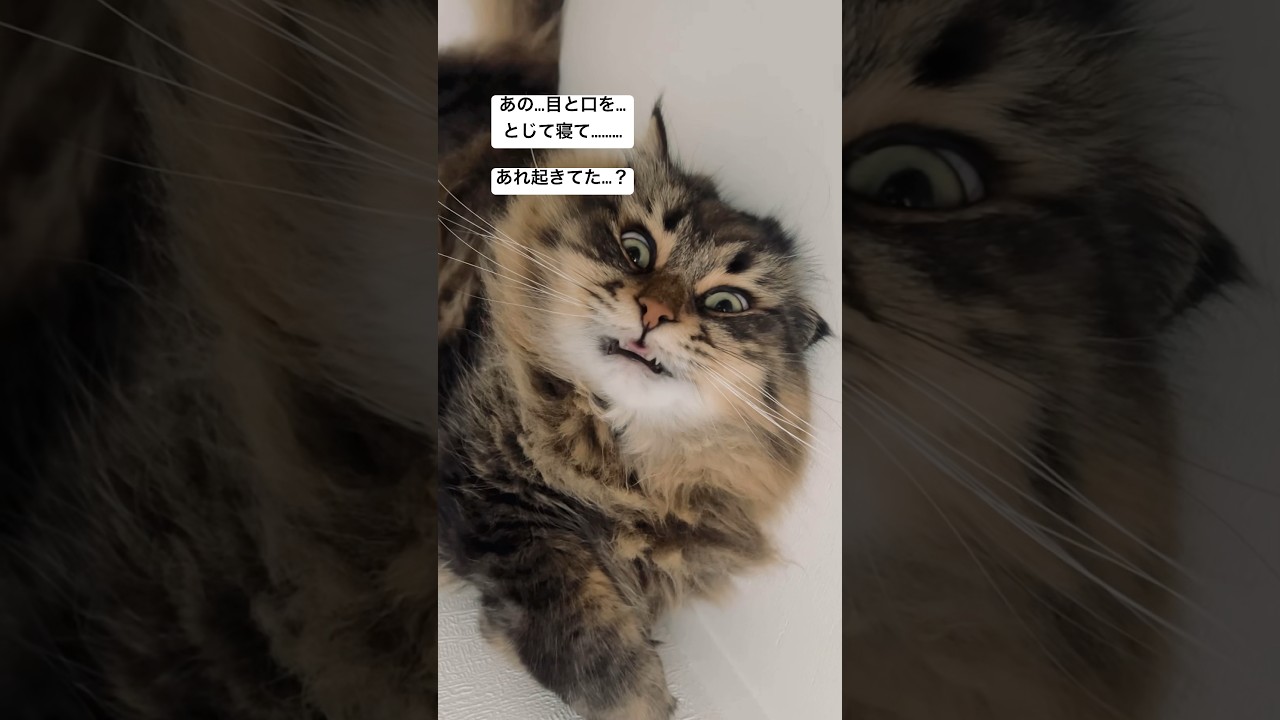 ヤマネコの寝顔#サイベリアン #猫 #寝顔