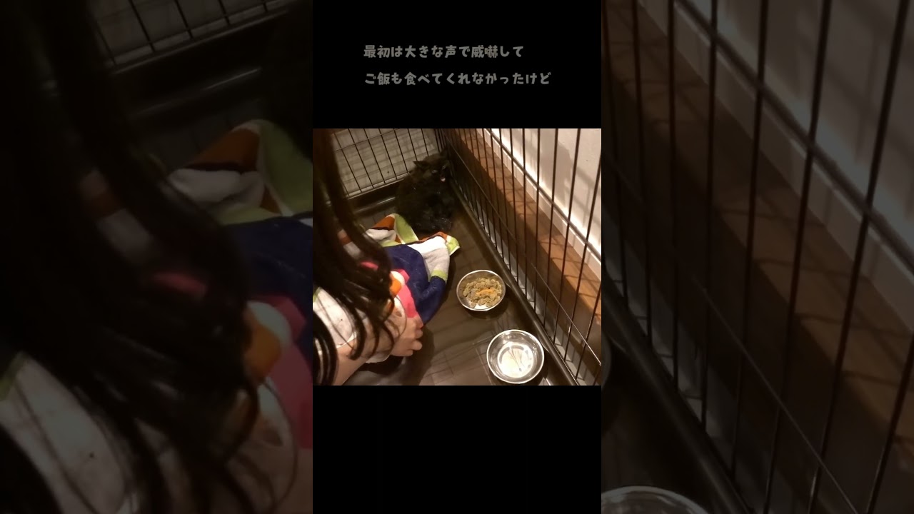 家の裏で何日も鳴いてた野良猫との出会い。