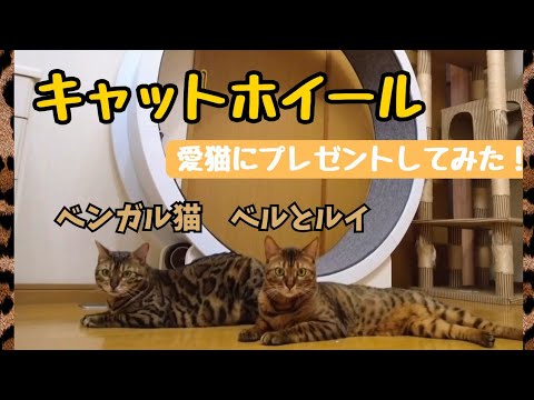 【ベンガル猫】キャットホイール