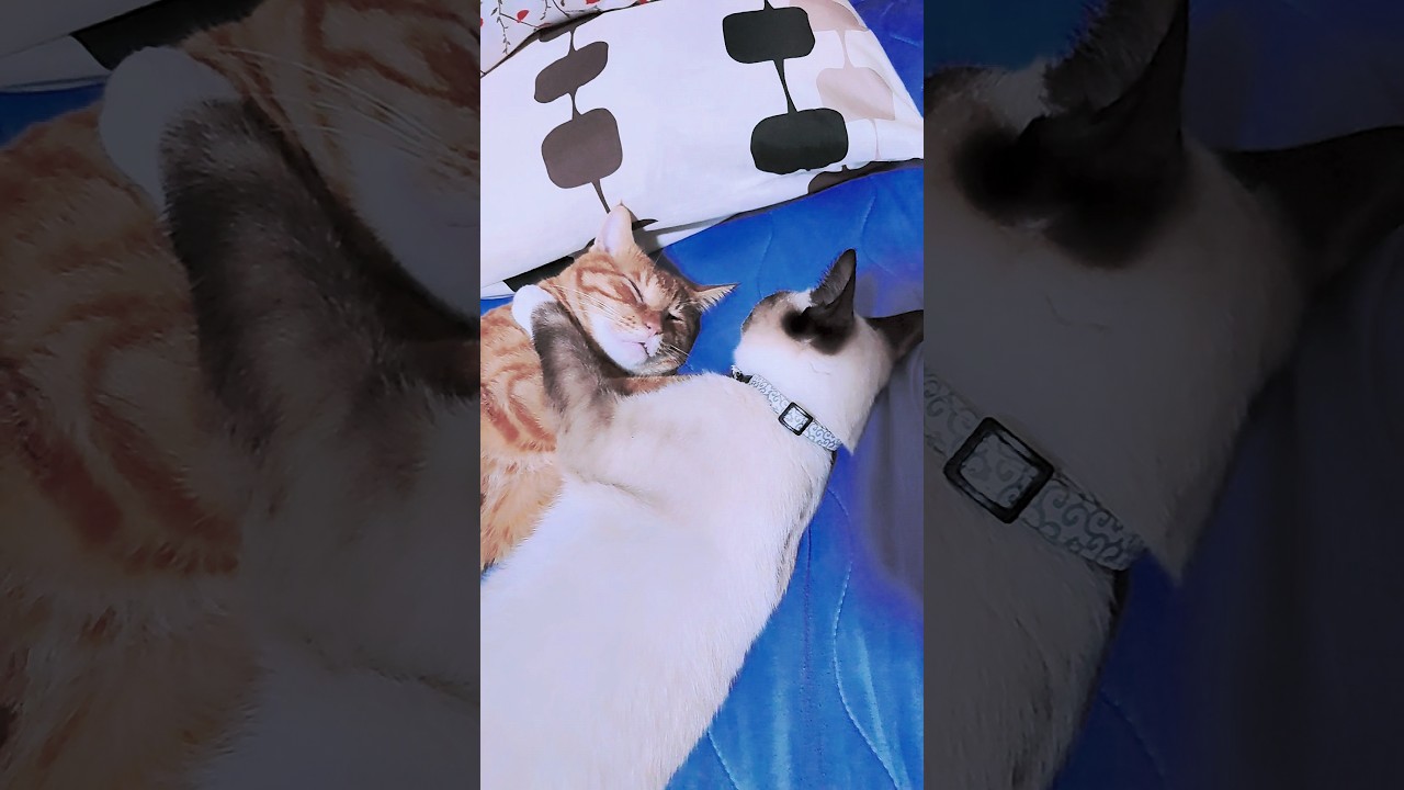 もう離さない　#cat #猫のいる暮らし #茶トラ猫 #シャム猫 #俺っちのちくわ #元野良猫