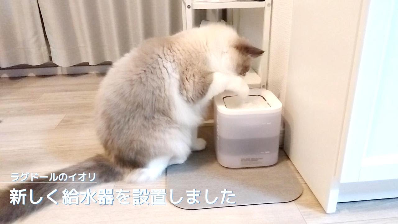 【ラグドール】新しく給水器を設置しました